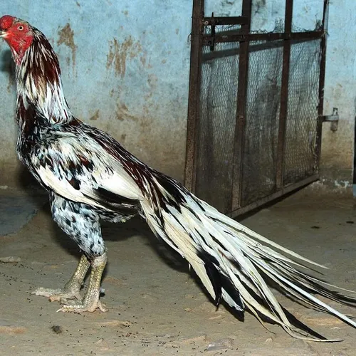Chicken Somnia