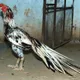 Chicken Somnia