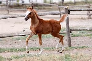 Motorcycle road trips