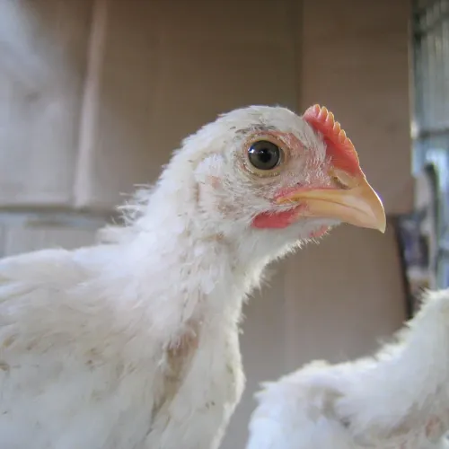 chickensomnia
