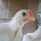 chickensomnia