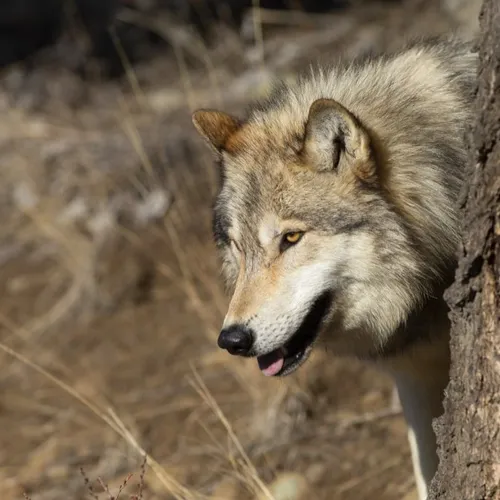 River rapids conquests