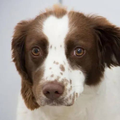 Mountain lodge getaways