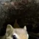 somi mouse