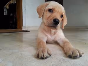 Future technology advancements