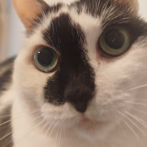 mon