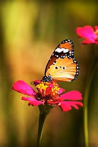 Immersive virtual experiences