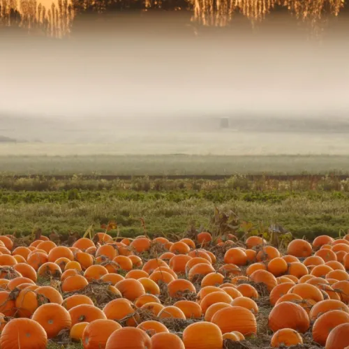 PUMKIN