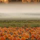PUMKIN