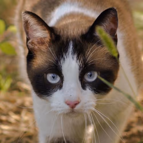 Interplanetary civilizations