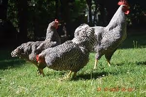 Paragliding over landscapes