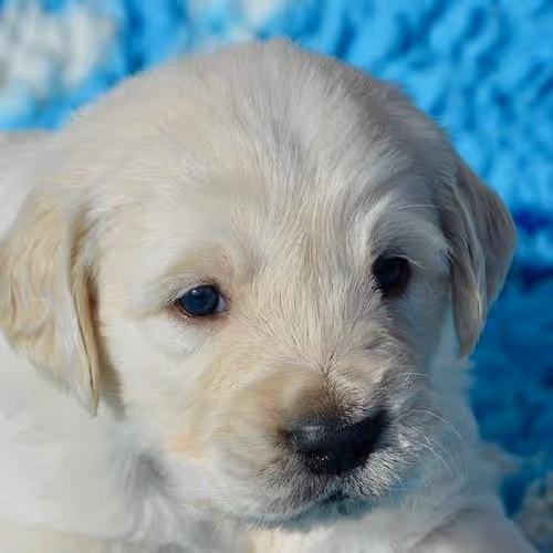 Mountain lodge getaways