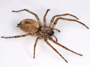 Treasure hunting escapades