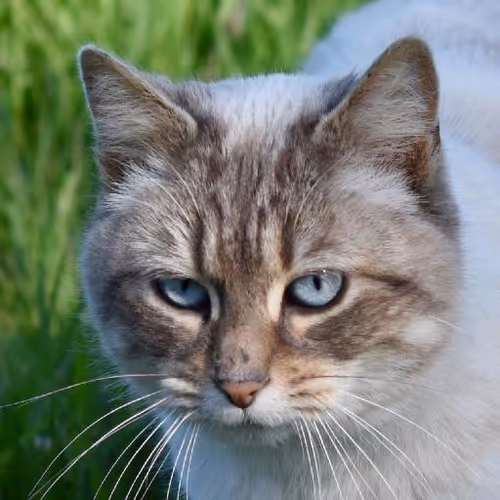 Nomadic lifestyle embraced