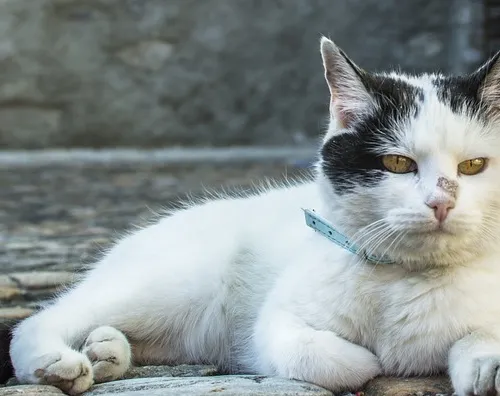 Interplanetary civilizations