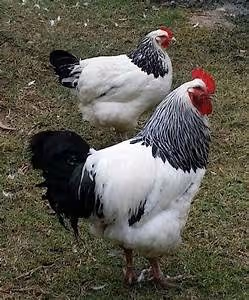 Wildlife photography expeditions