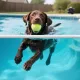 SWIMDOG