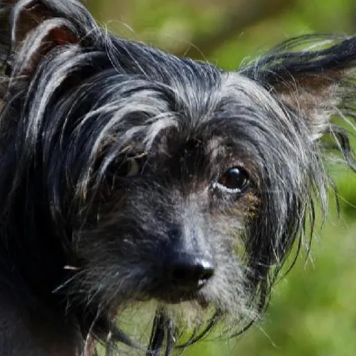 Fluency through immersion