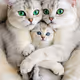 Cats family