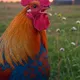 Chicken Horni