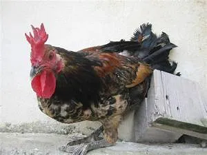 Leadership training programs