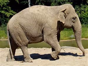 Fluency through immersion