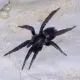 Spider Attack 