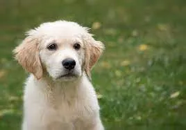 Somi Dog