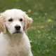 Somi Dog