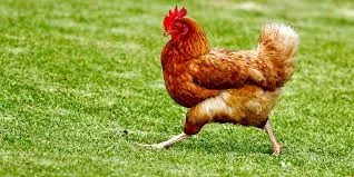 Somnia Chiken