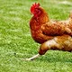 Somnia Chiken