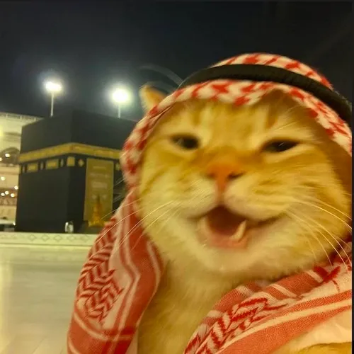 koceng arab