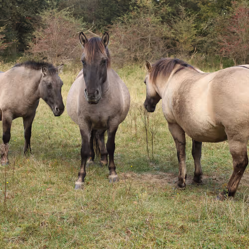 Interplanetary civilizations