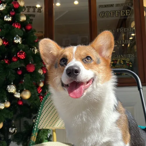 Pay my dog