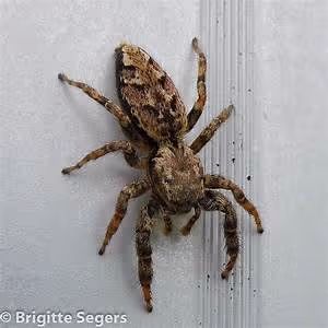 Cultural diversity celebration