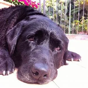 Whitewater rafting adventures