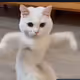 CATMEME
