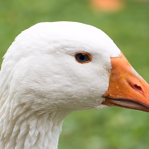 gffger