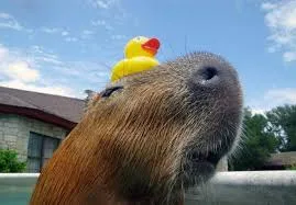 duck