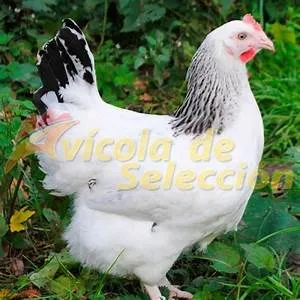 Animal welfare advocacy