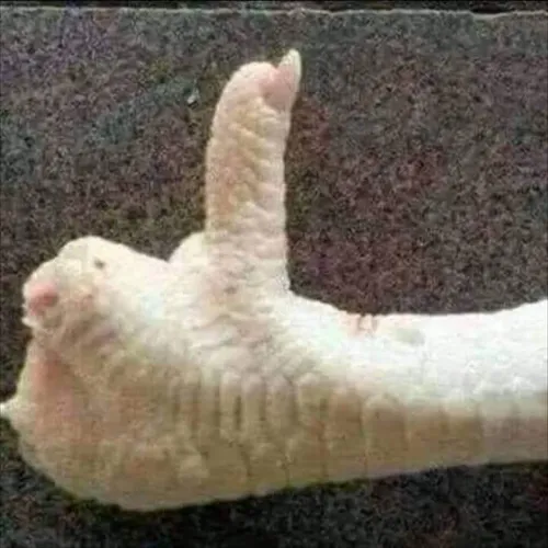 csirke