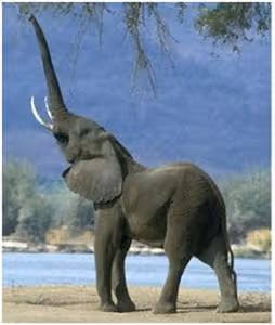 Health optimization strategies