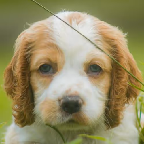 Artistic expression workshops