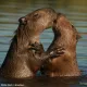 capybara love