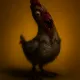 Dark Chicken
