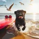 Happy Black PUG