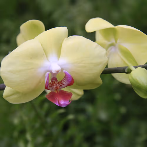 wev32