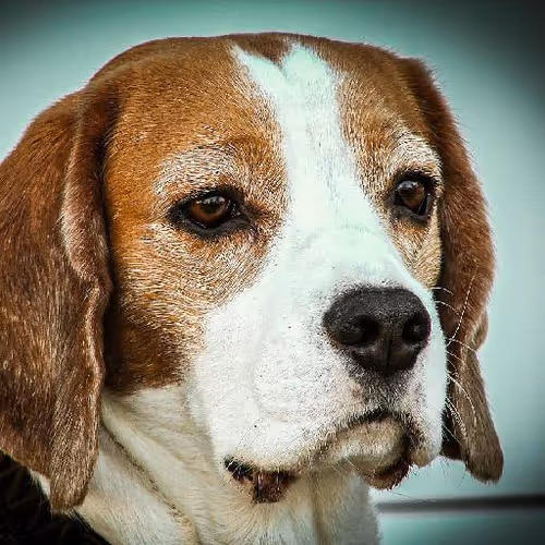 Vertical ascent adventures