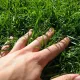 hand