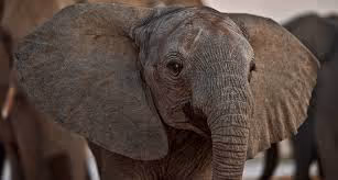 Treasure hunting escapades